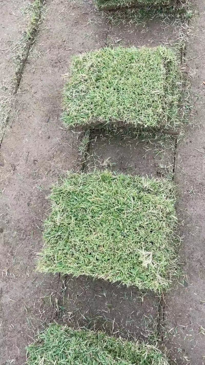 基地直供中华结缕草货源充足需要欢迎来电咨询可视频看货
