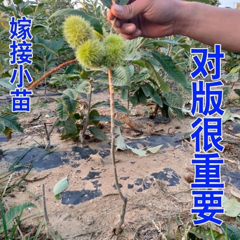 板栗苗南北方种植死苗包赔