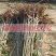 板栗苗南北方种植死苗包赔
