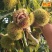 板栗苗南北方种植死苗包赔