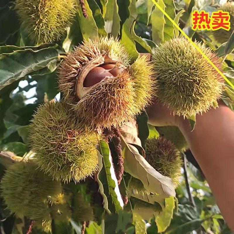 板栗苗南北方种植死苗包赔