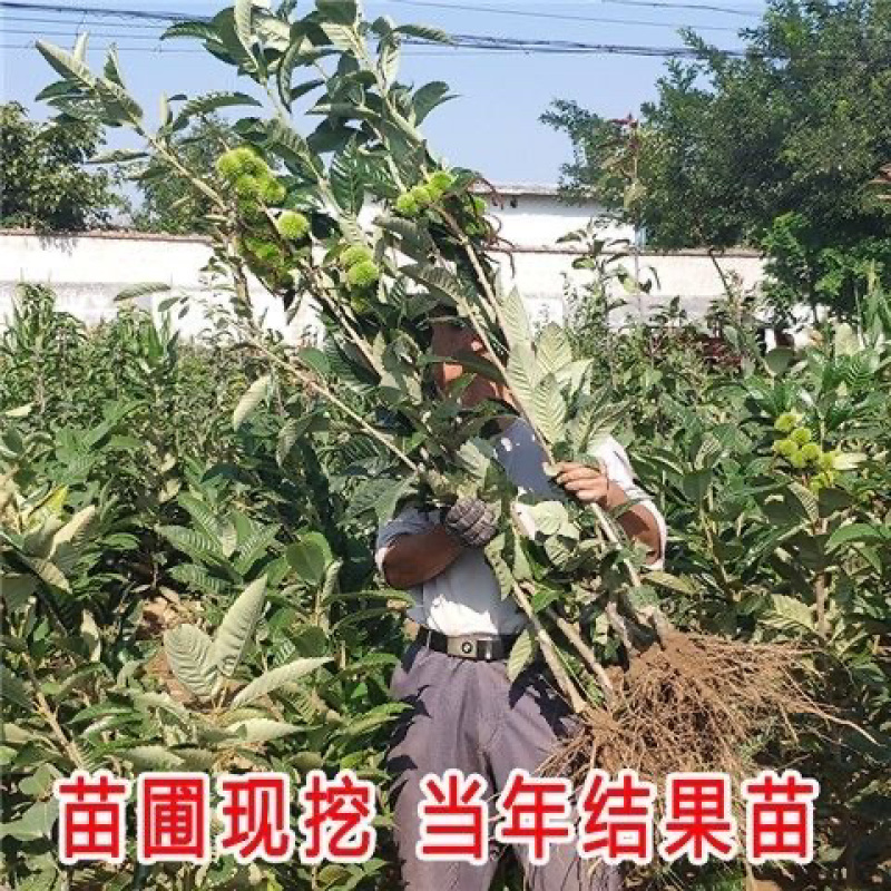 板栗苗南北方种植死苗包赔