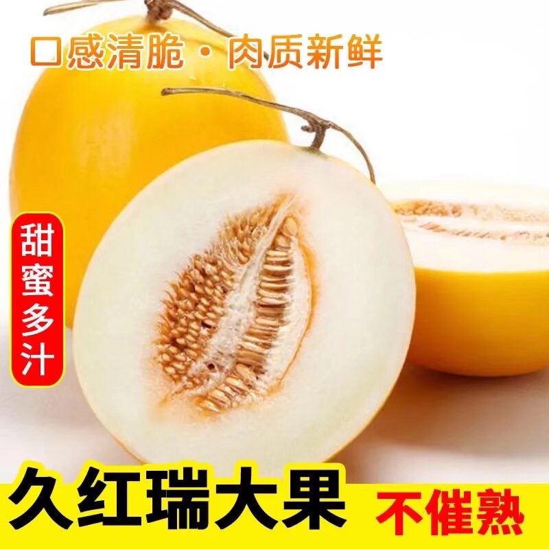 【好货】精品山东久红瑞黄金蜜瓜市场货电商货精品货保质保量