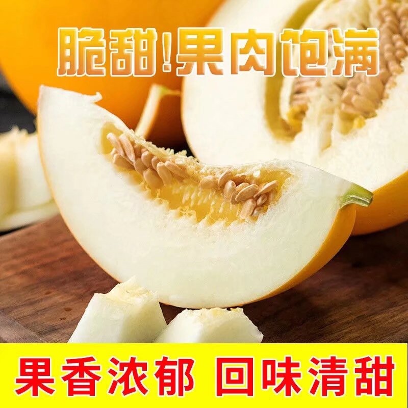 【好货】精品山东久红瑞黄金蜜瓜市场货电商货精品货保质保量