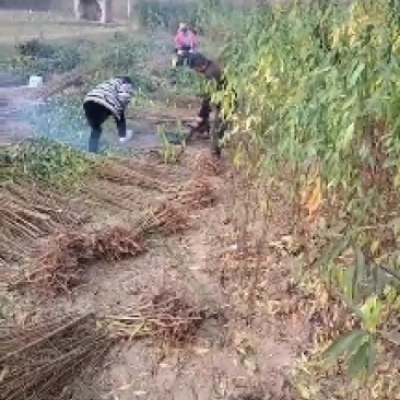 桃树苗大量批发，毛桃苗嫁接桃苗。规格，0.5＿两公分