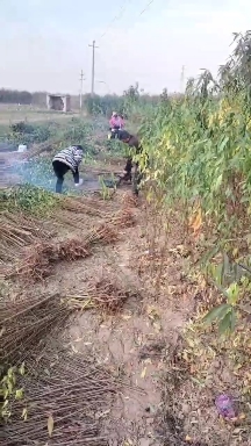 桃树苗大量批发，毛桃苗嫁接桃苗。规格，0.5＿两公分