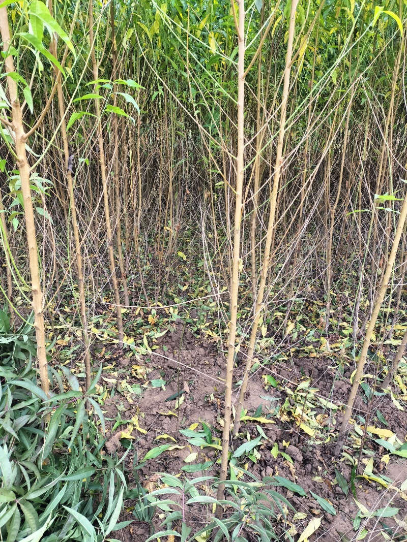桃树苗大量批发，毛桃苗嫁接桃苗。规格，0.5＿两公分