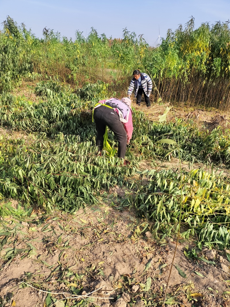 桃树苗大量批发，毛桃苗嫁接桃苗。规格，0.5＿两公分