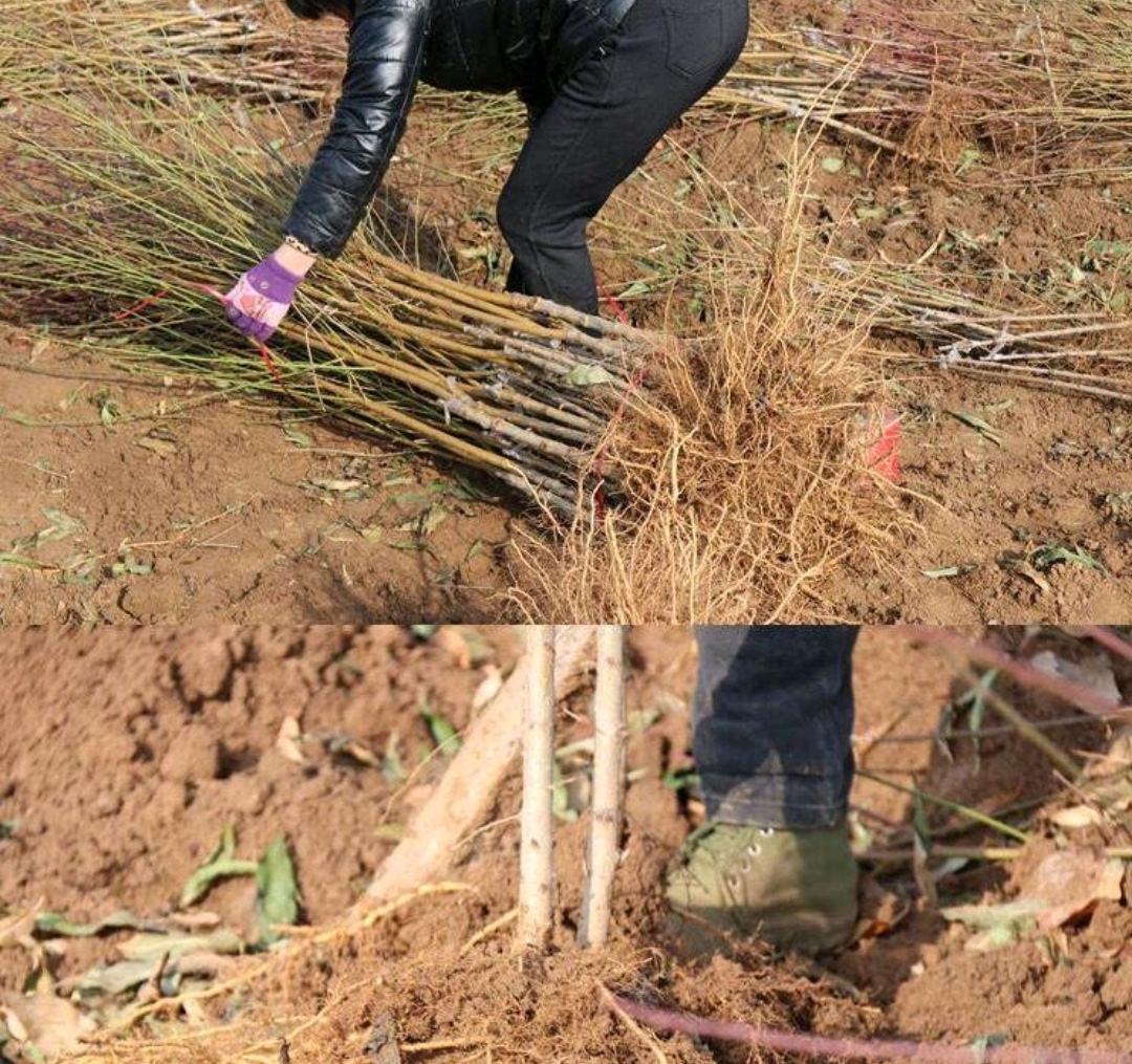 一张清晰的信息图表,展示冬桃全年12个月的关键农事操作,包含月份、农事项目图标(如修剪、施肥、套袋、采收等)、对应操作说明文字,背景为四季变化的桃园场景 冬桃全年管理日历示意图