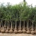 石榴树苗品种齐全南北方种植死苗包赔