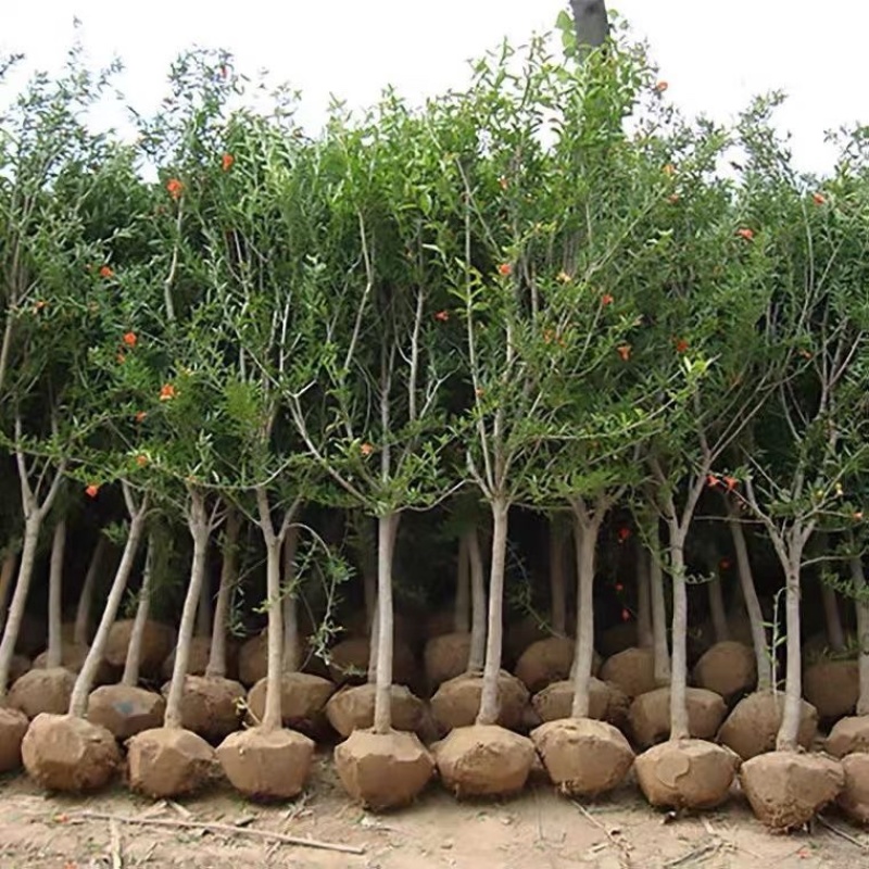 石榴树苗品种齐全南北方种植死苗包赔