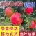 石榴树苗品种齐全南北方种植死苗包赔