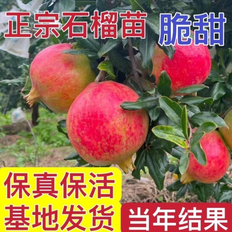 石榴树苗品种齐全南北方种植死苗包赔