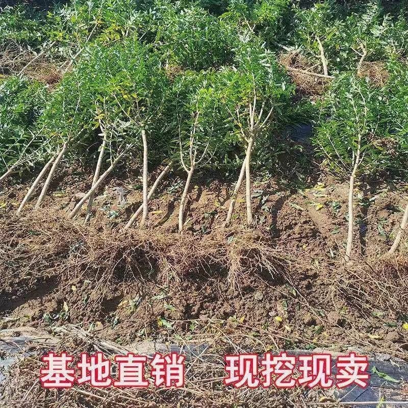 石榴树苗品种齐全南北方种植死苗包赔