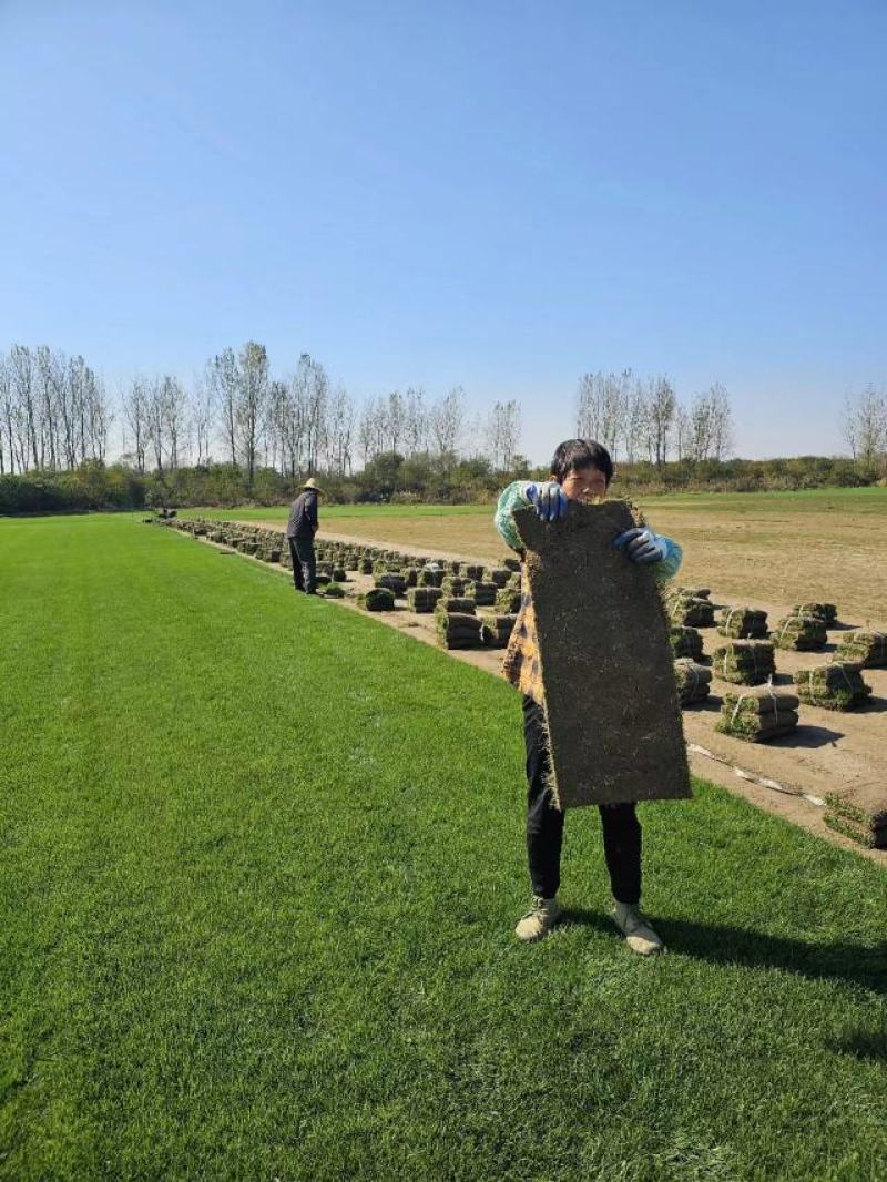 果岭草批发，诚信经营一手货源基地直发欢迎来电咨询