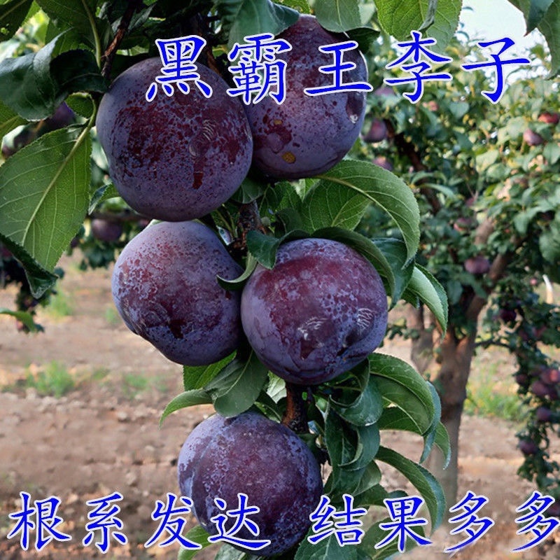 李子树苗品种齐全南北方种植死苗包赔