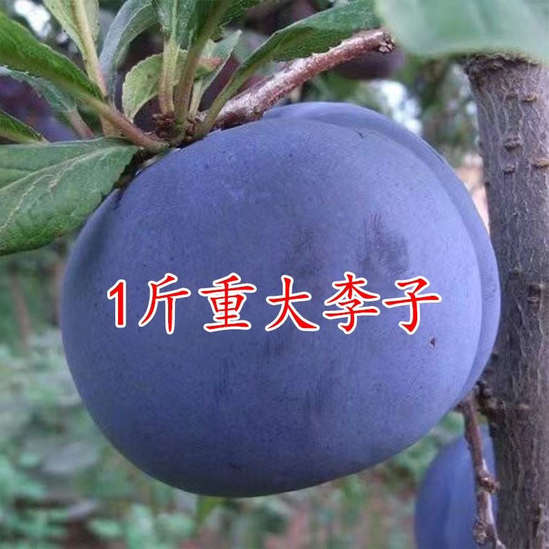 李子树苗品种齐全南北方种植死苗包赔