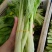 一手货源白菜苔货源充足对接全国市场量大从优欢迎洽谈
