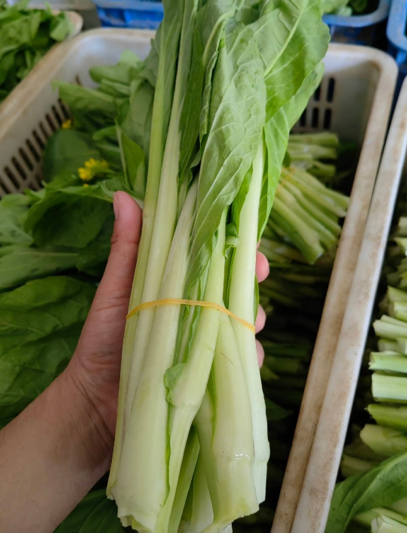 一手货源白菜苔货源充足对接全国市场量大从优欢迎洽谈