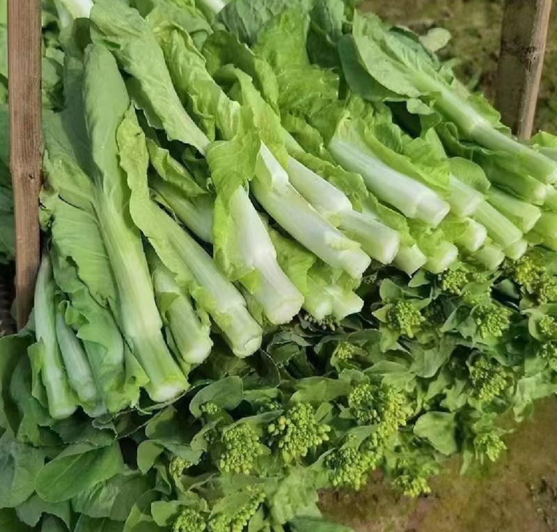 一手货源白菜苔货源充足对接全国市场量大从优欢迎洽谈