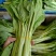 一手货源白菜苔货源充足对接全国市场量大从优欢迎洽谈