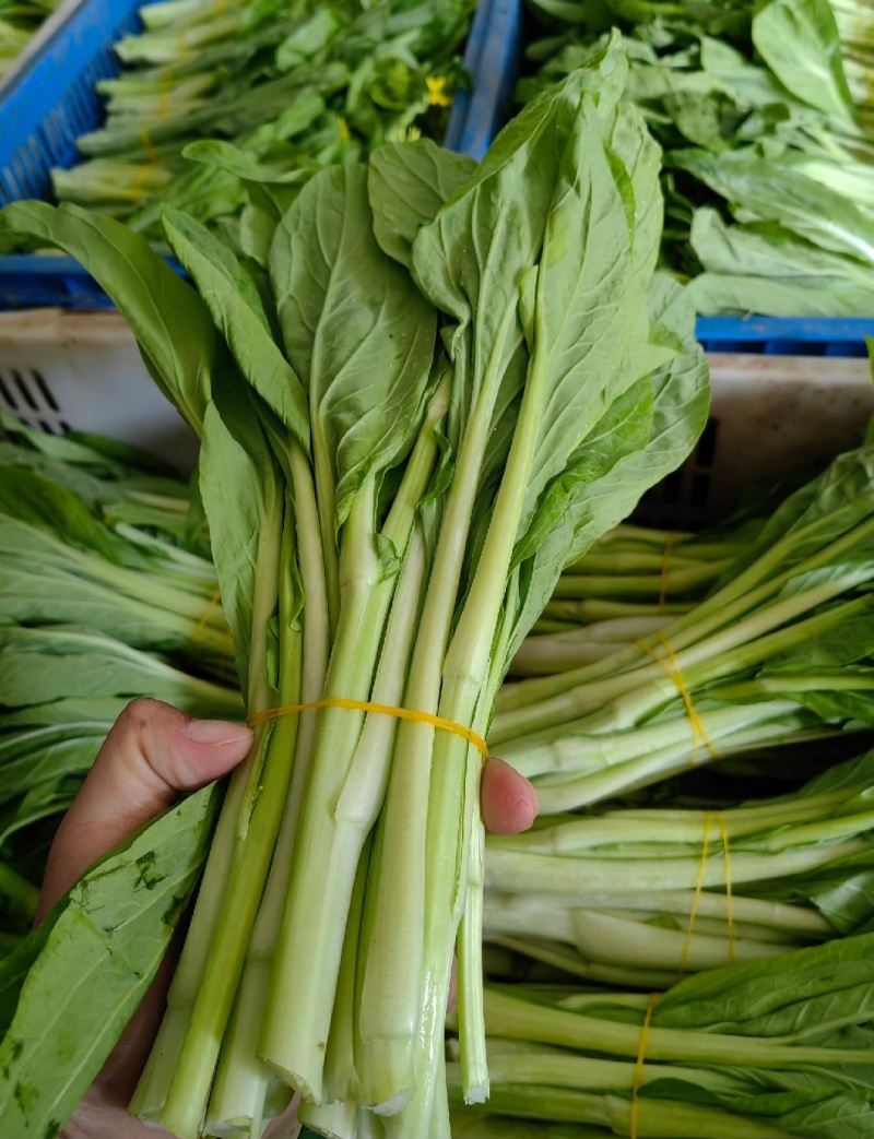 一手货源白菜苔货源充足对接全国市场量大从优欢迎洽谈