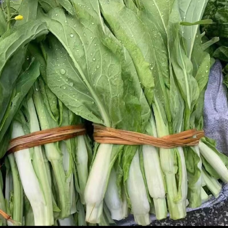 一手货源白菜苔货源充足对接全国市场量大从优欢迎洽谈