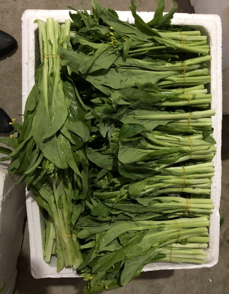 一手货源白菜苔货源充足对接全国市场量大从优欢迎洽谈