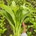 一手货源白菜苔货源充足对接全国市场量大从优欢迎洽谈
