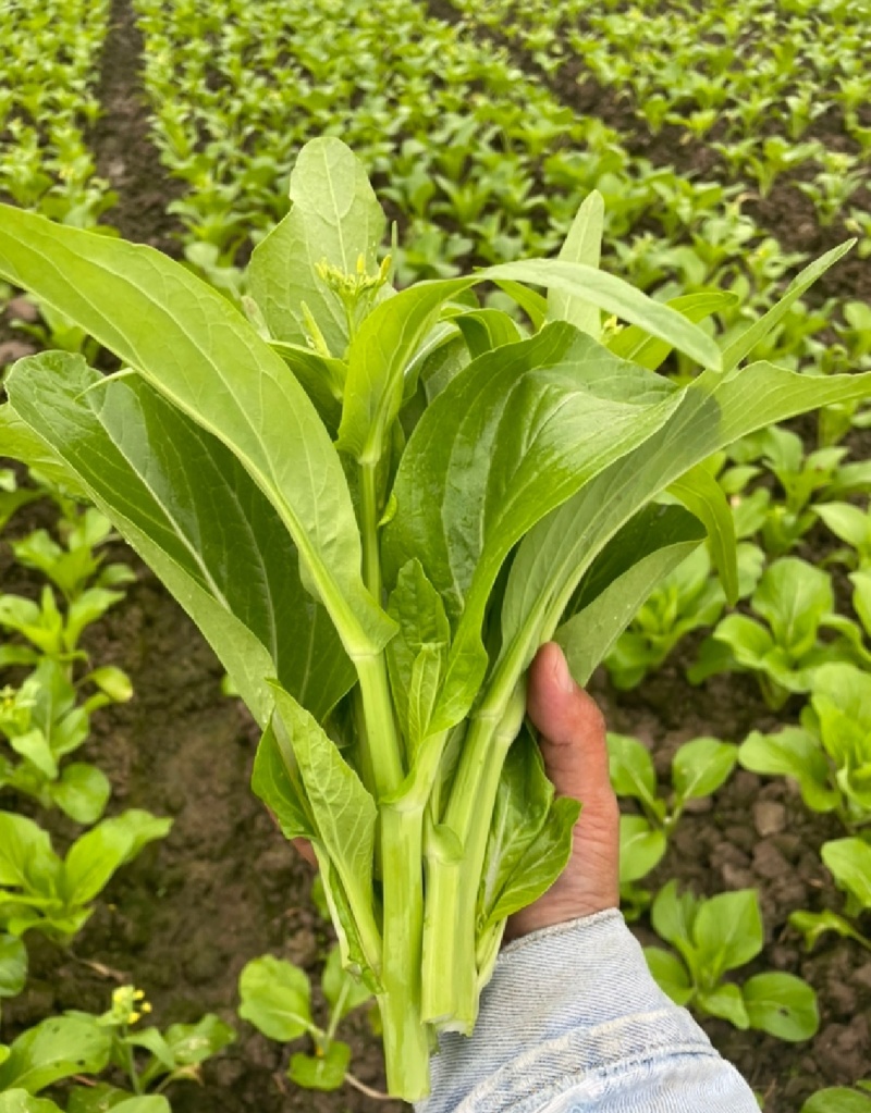 一手货源白菜苔货源充足对接全国市场量大从优欢迎洽谈