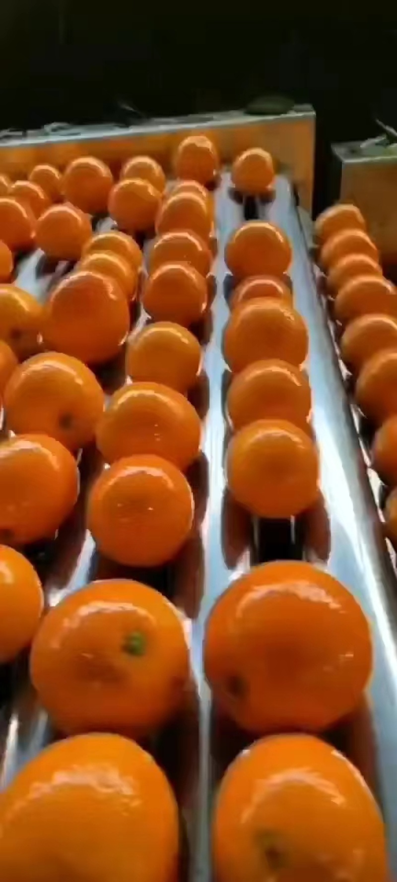 湖北秭归精品脐橙，纽荷尔脐橙纯甜化渣果园看货物美价廉
