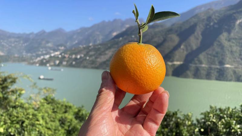 湖北秭归精品脐橙，纽荷尔脐橙纯甜化渣果园看货物美价廉