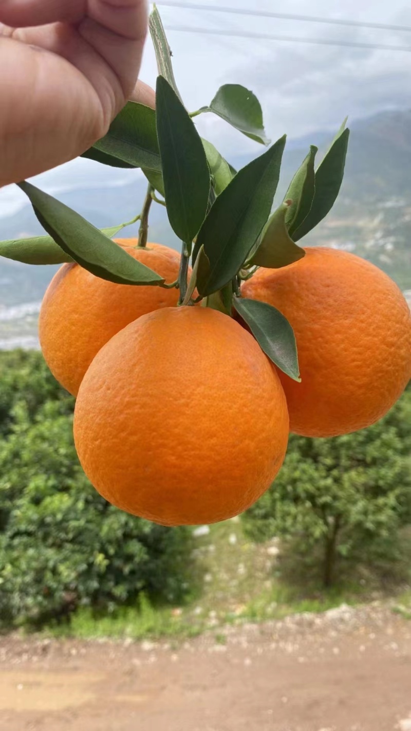 湖北秭归精品脐橙，纽荷尔脐橙纯甜化渣果园看货物美价廉