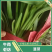 山东聊城红根韭菜种植基地产现摘现发直地直发