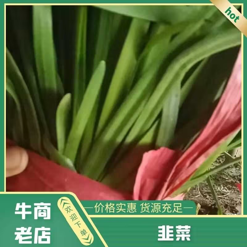 山东聊城红根韭菜种植基地产现摘现发直地直发