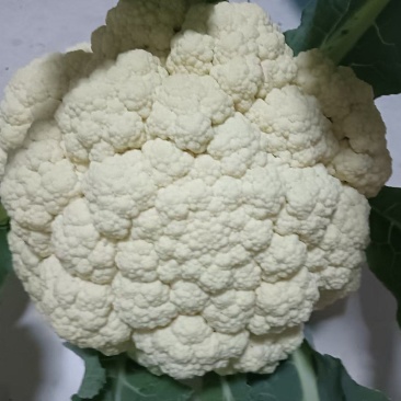 苗厂现有菜花苗甘蓝苗洋葱苗苗厂直发价格合适