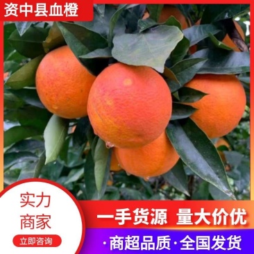 【精选】四川资中县皮薄汁多的塔罗科血橙供应市场商超电商