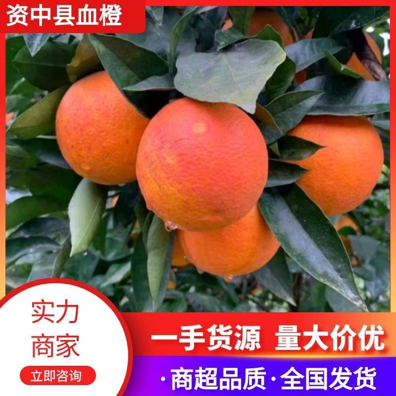 【精选】四川资中县皮薄汁多的塔罗科血橙供应市场商超电商