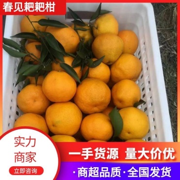【推荐】资中春见柑桔耙耙柑一手货源供应市场商超电商