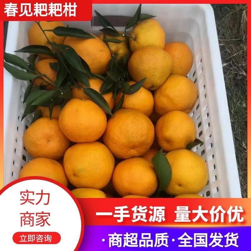 【推荐】资中春见柑桔耙耙柑一手货源供应市场商超电商
