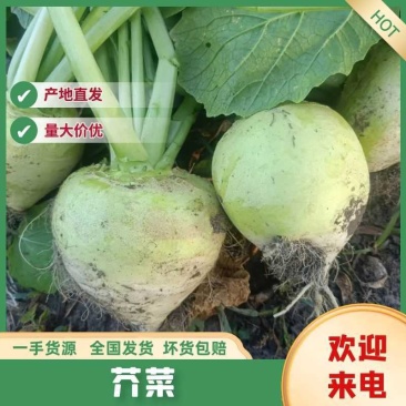 2000亩地日本光头芥菜，质量保证价格合理，