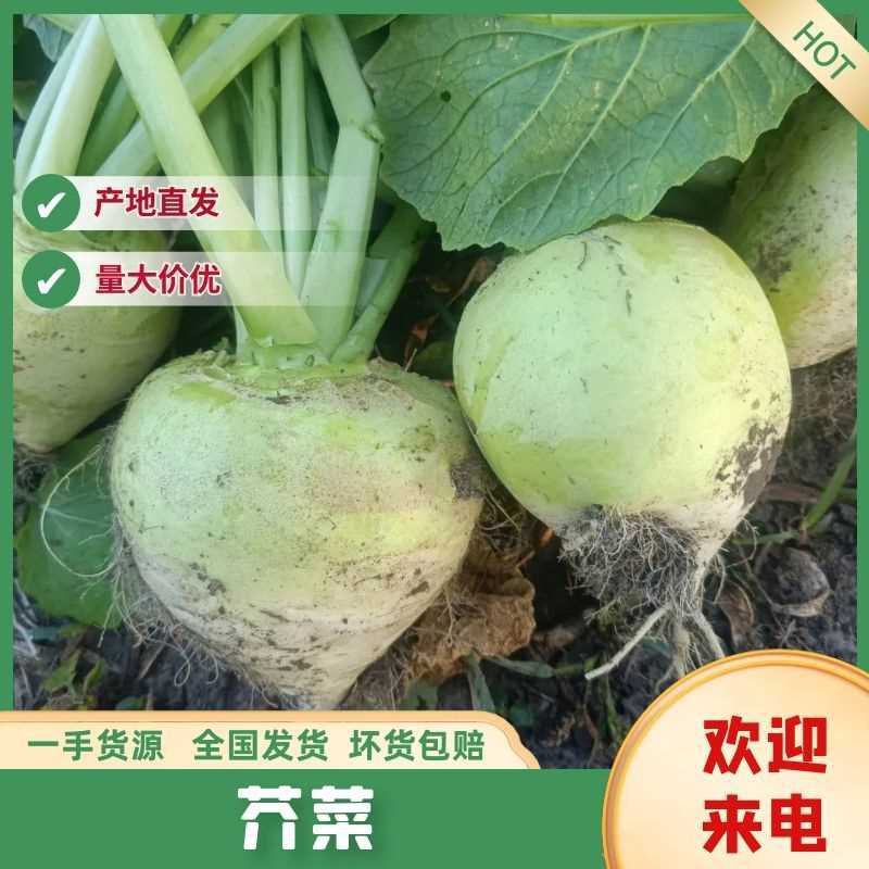 2000亩地日本光头芥菜，质量保证价格合理，