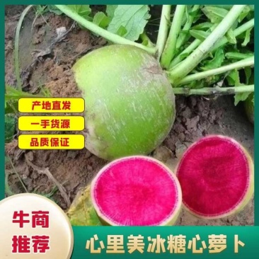 200亩地心里美萝卜便宜出，质量保证量大质优价格优惠
