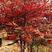 南天竹盆栽盆景红焰南天竹秋冬季节变红，春夏为绿色