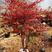 南天竹盆栽盆景红焰南天竹秋冬季节变红，春夏为绿色