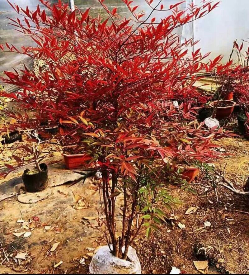 南天竹盆栽盆景红焰南天竹秋冬季节变红，春夏为绿色