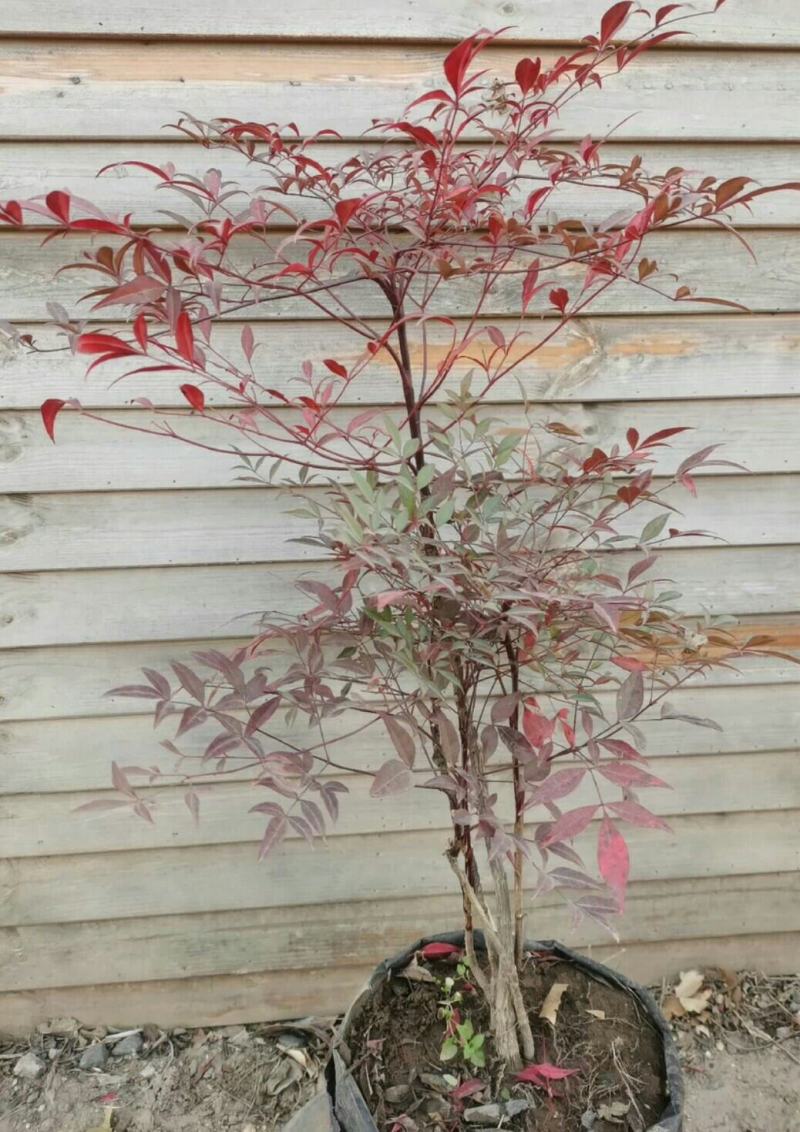 南天竹盆栽盆景红焰南天竹秋冬季节变红，春夏为绿色