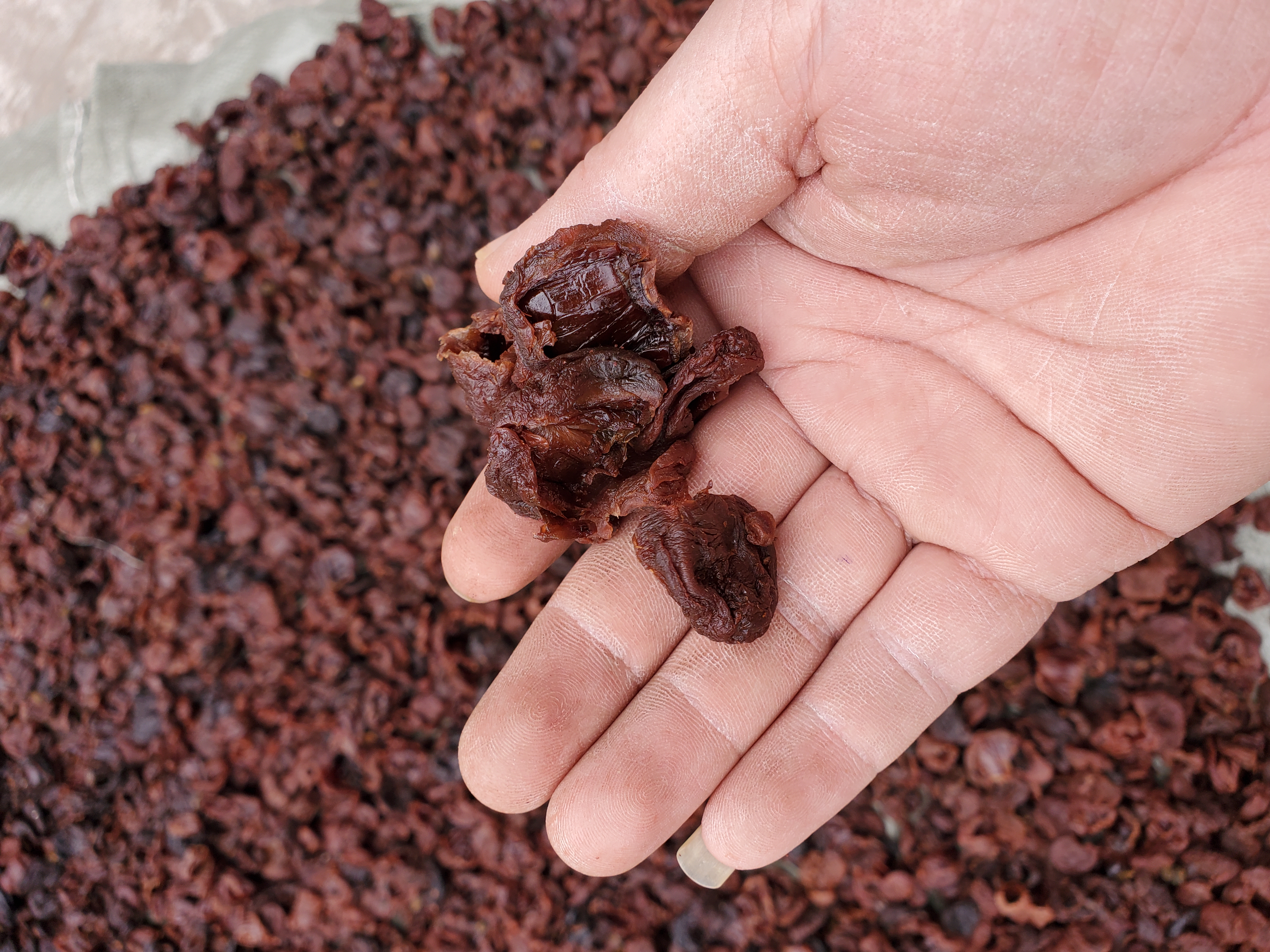 展示荔枝在蒸锅中蒸制的过程,突出热气腾腾的视觉效果 蒸制中的荔枝糖水图