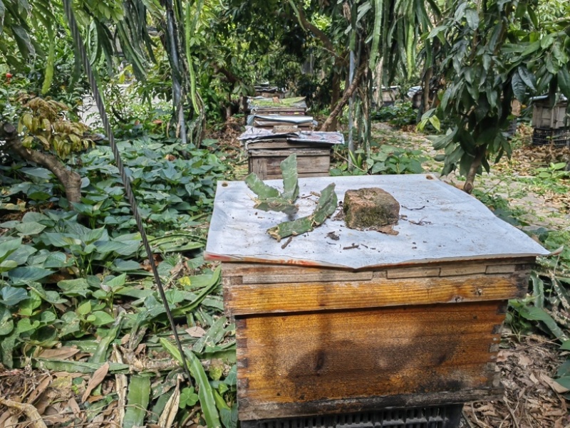 【推荐】福建永春永春蜂蜜（生长荔枝树下蜜蜂）养殖基地全国发