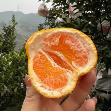 【精品】椪柑大量现货供应品质优果型好一手货源量大价优